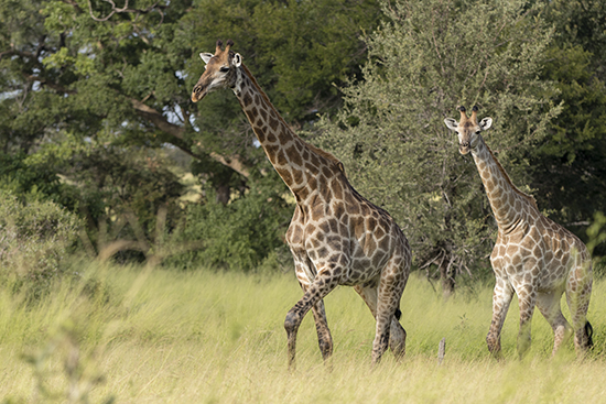 ver jirafas en Kruger National Park Sudafrica