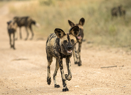 wild dogs in Kruger National Park sudafrica