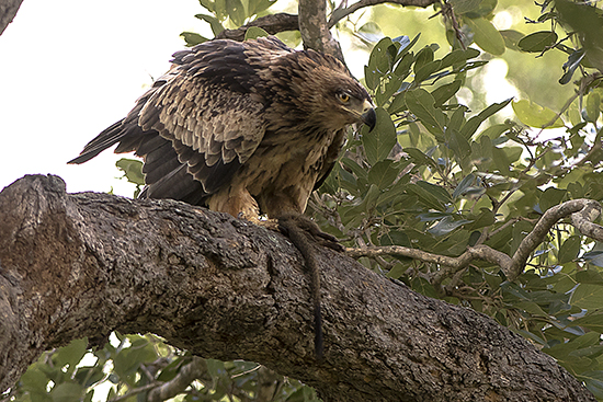 rapaces en Kruger National Park Sudafrica