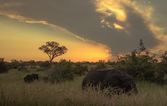 atardecer en Kruger National Park Sudafrica