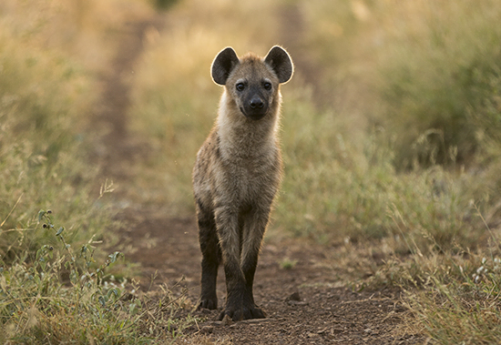 ver hienas en Kruger National Park Sudafrica