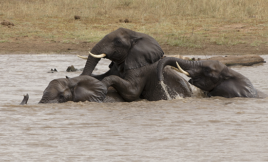 Elefantes en la hora del baño en Kruger N.P.