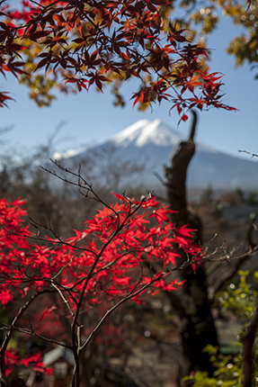 fujisan en otoño