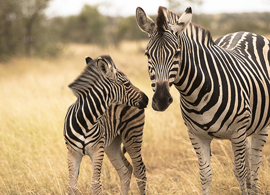 cebras en Kruger National Park Sudafrica