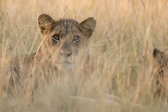 fotografías big five en Sudafrica, Kruger National Park