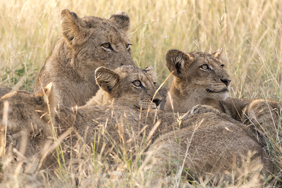 avistar leones en Kruger N.P. safari Sudáfrica