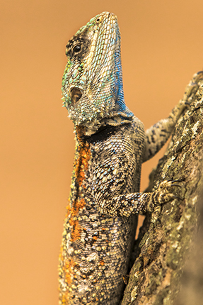 ver fauna en los campamentos de Kruger National Park Sudafrica