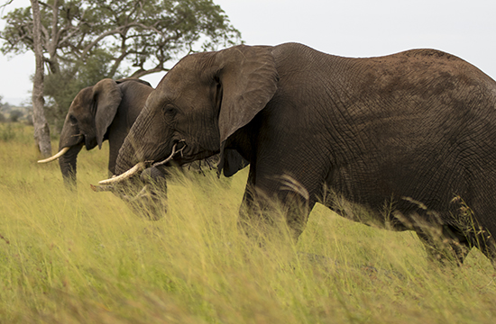 Avistar elefantes en Kruger N.P.