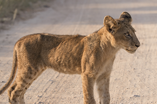 ver crías en Kruger National Park Sudafrica
