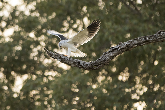 rapaces en Kruger National Park