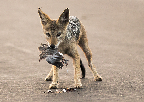 chacal en Kruger National park Sudafrica