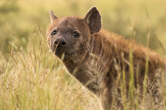 Hienas en Kruger National Park Sudafrica