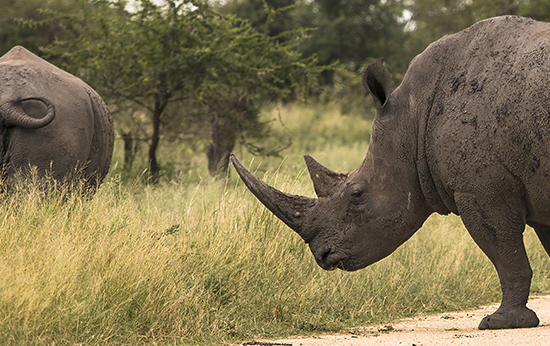 ver rinocerontes en Kruger N.P . safari Sudafrica