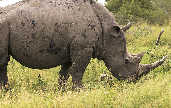 rinocerontes en Kruger N.P.