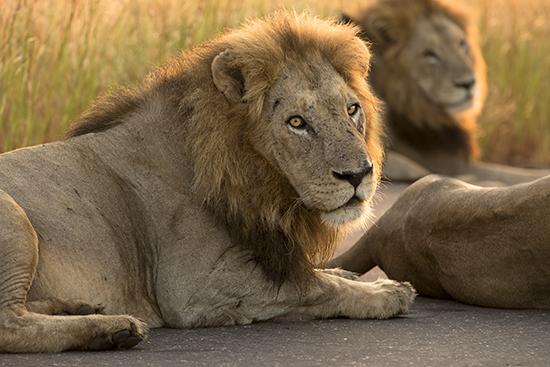 ver leones en Kruger N.P. Sudáfrica