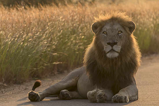 cómo ver leones en Kruger N.P. Sudáfrica