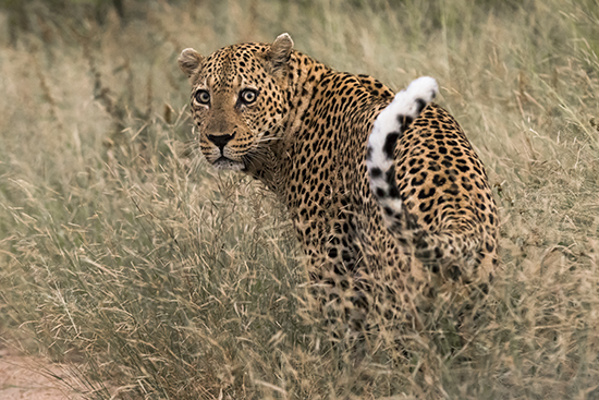 ver leopardos en Kruger N.P. Sudafrica