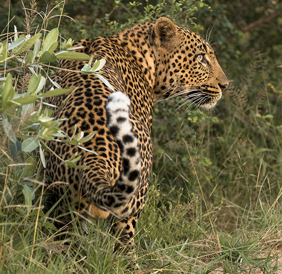 ver leopardos en Kruger N.P. Sudafrica