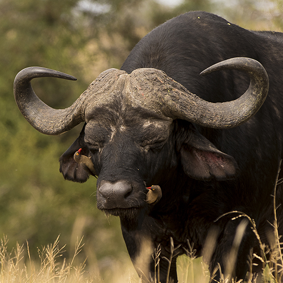 ver búfalos en Kruger National Park Sudafrica