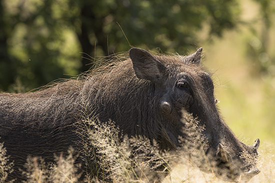 facóceros en Kruger National Park Sudafrica