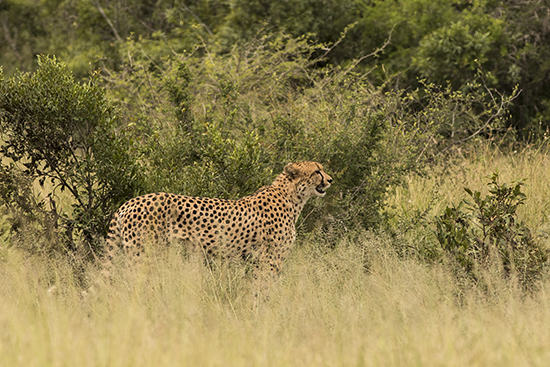 ver cheetahs en Kruger National Park Sudafrica