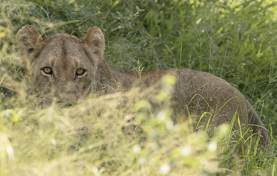 wild cats in Kruger National Park Sudafrica