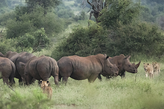 ver leones en Sudáfrica Kruger N.P.