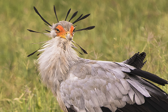 secretario en Kruger National Park Sudafrica