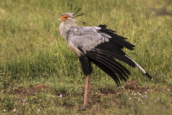 serpentario en Kruger N.P. Sudafrica