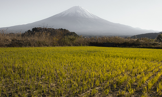 Arrozal y vistas del Fuji Japón Kawaguchiko Lake