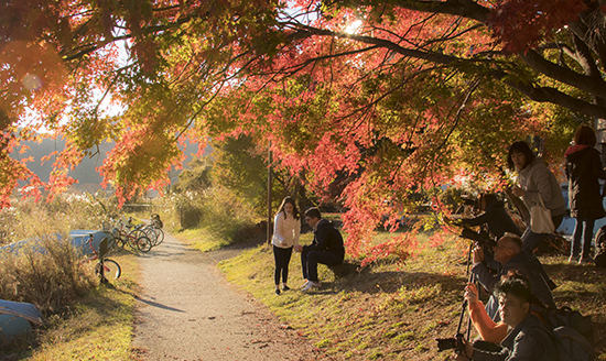 corredor momiji Fuji Japón