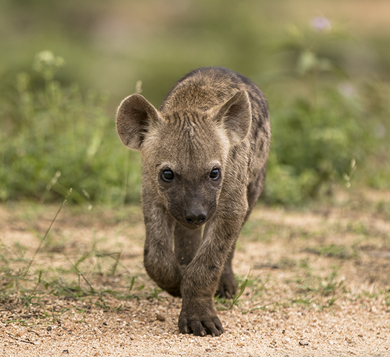 ver hienas de safari en Sudafrica Kruger National Park