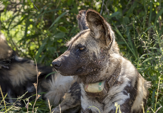 ver perros salvajes en Kruger National Park Sudafrica