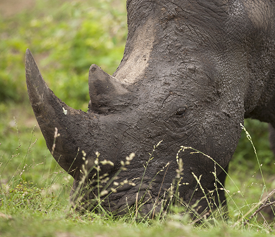rhinos in Kruger N.P.