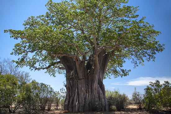 baobabs en Kruger National Park Sudafrica