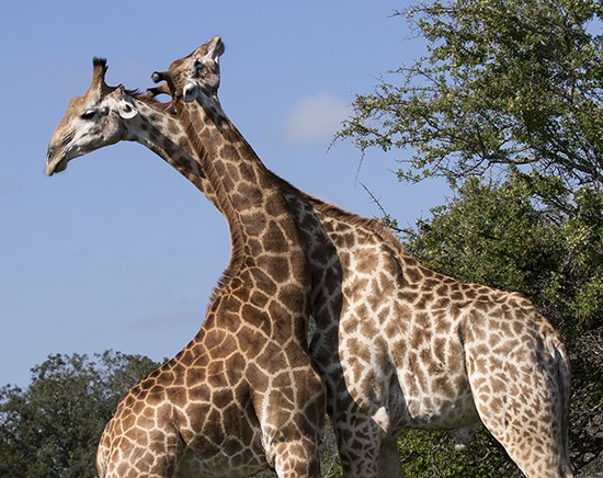 ver jirafas haciendo necking sudafrica Kruger National Park