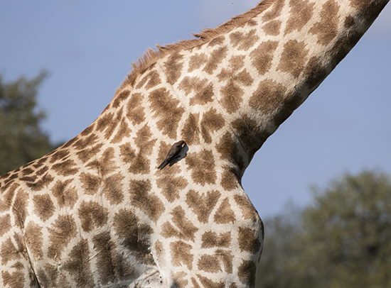 ver jirafas de safari en Kruger National Park Sudafrica