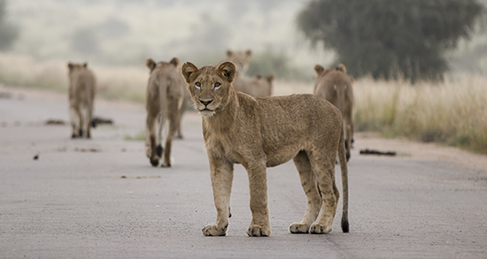 avistar fauna en un safari por Kruger N.P Sudáfrica