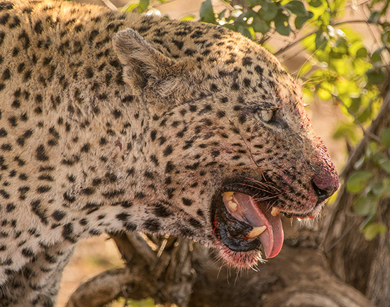 leopardo comiendo en Kruger N.P Sudafrica