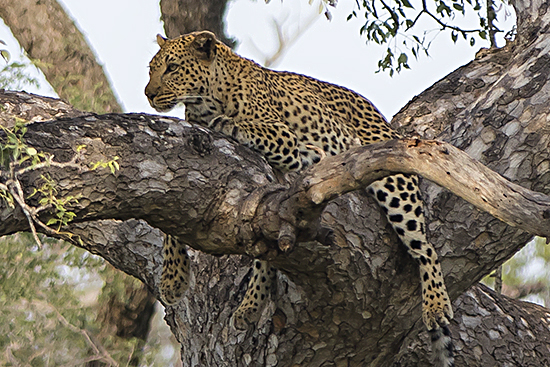 leopardo en un árbol Kruger N.P.