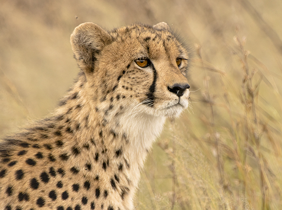 ver guepardos de safari en Kruger National Park Sudafrica