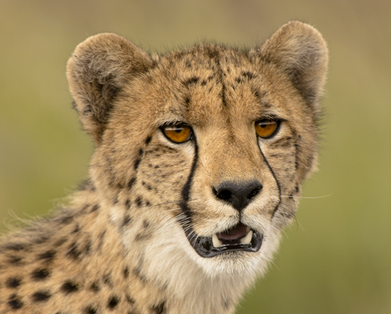 ver guepardos en Kruger National Park Sudafrica