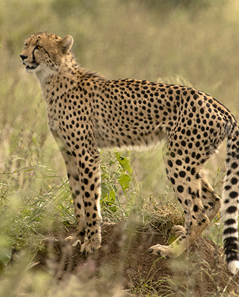 ver guepardos en Kruger National Park Sudafrica