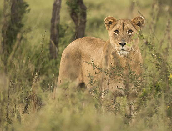 ver leones en Kruger N.P Sudáfrica safari