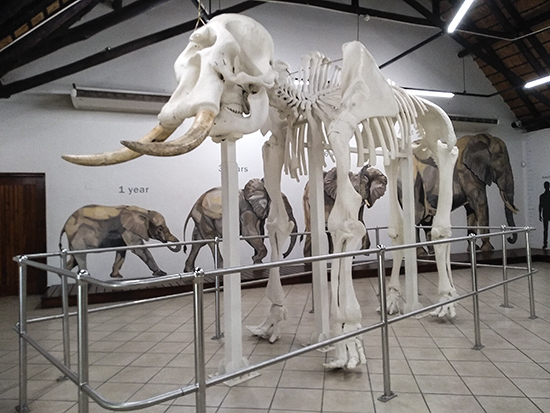 Que ver en Kruger N.P museo Letaba camp