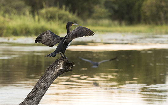 aves en Kruger N. P birdhides