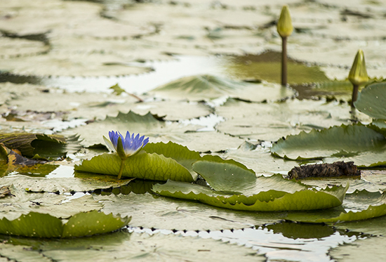skukuza hide kruger sudafrica nenufares