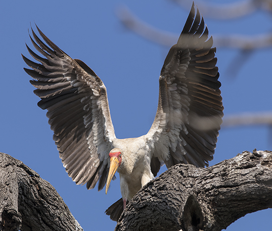 _MG_0393 copia (2) copia.jpg