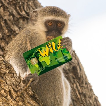 wild card kruger N.P parques sudafricanos