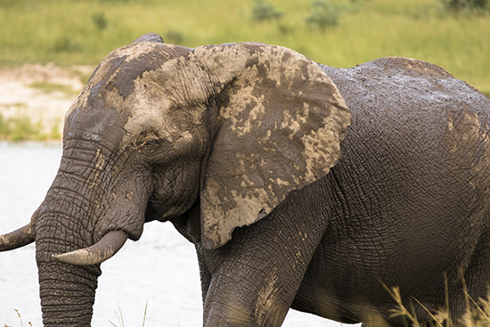 elephants in Kruger Sudafrica